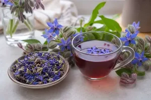 گل‌گاوزبان؛ آرام‌بخش طبیعی یا توهم درمانی؟