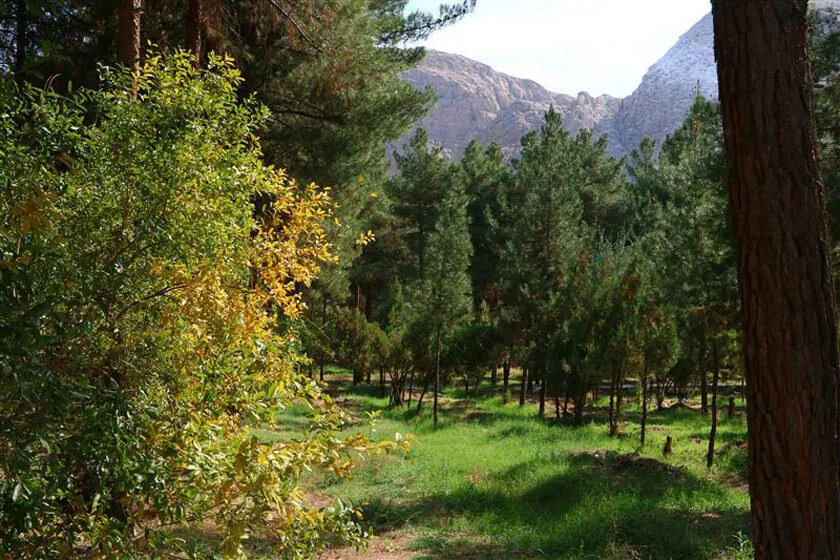 اخبار حوادث