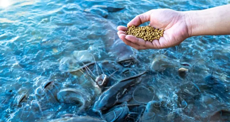 Iran Exports Aquatic Feed to 12 Countries