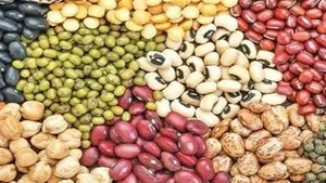شوک بزرگ برای بازار مواد غذایی / تولید حبوبات صعودی می‌شود