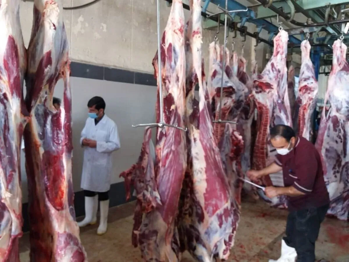 افزایش ۱۸ درصدی عرضه گوشت قرمز در فروردین ۱۴۰۴/ سهم غالب با گوشت گاو و گوساله
