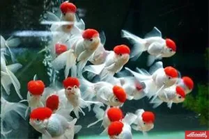 ظرفیت بالای تولید و صادرات ماهی تزئینی در اصفهان/ از کمبود نیروی انسانی متخصص تا ضرورت تکمیل زنجیره تولید
