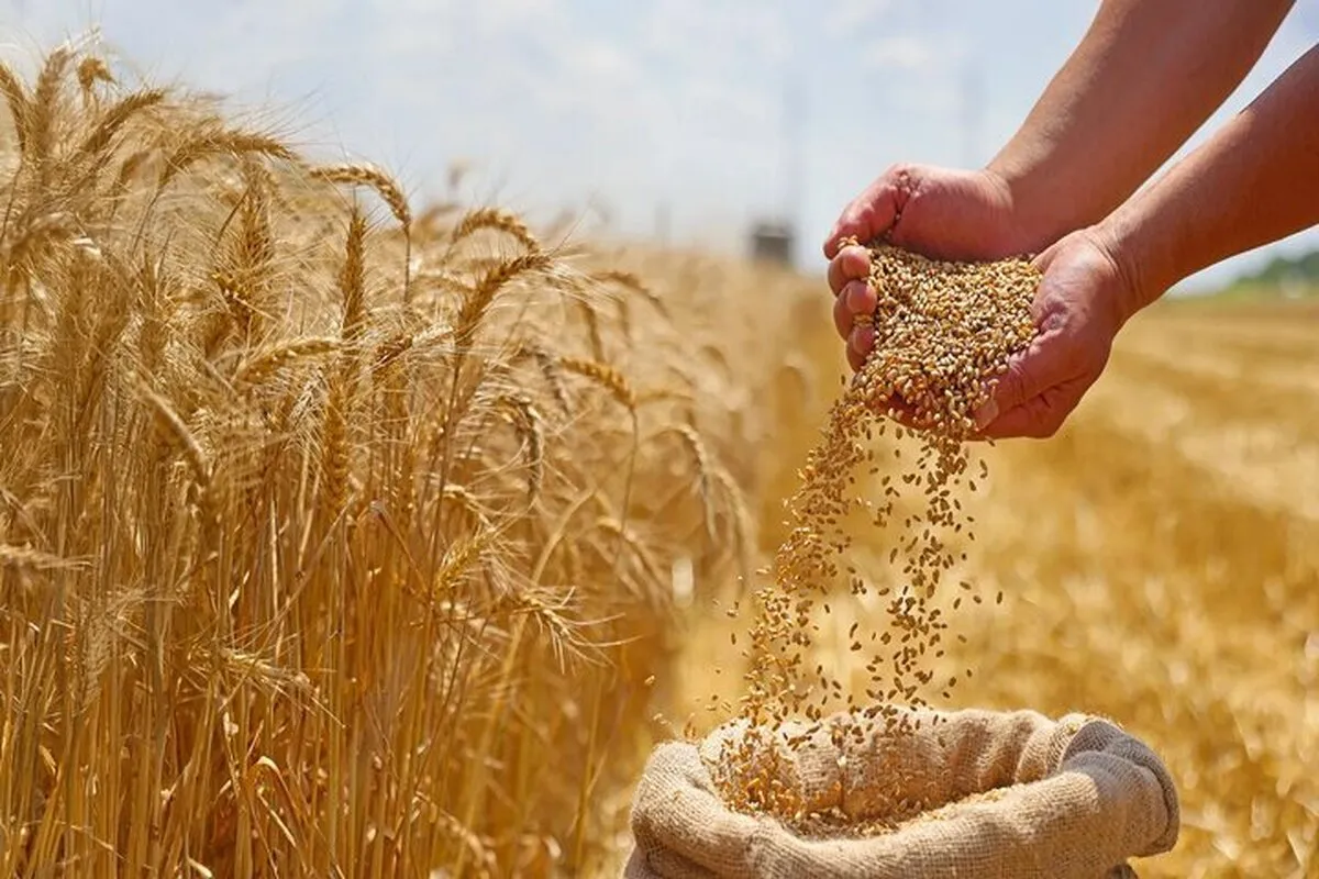دولت به فکر اصلاح قیمت گندم افتاد / پس‌لرزه گرانی جو در بازار
