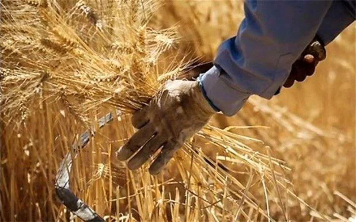 پرداخت ۱۱۰۰ میلیارد تومان غرامت به گندمکاران خسارت دیده