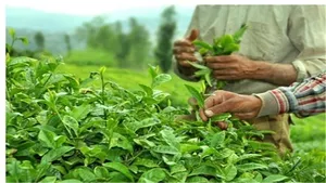 بازار چای زیر فشار عرضه و تقاضا / فاصله تولید تا نیاز ادامه دارد