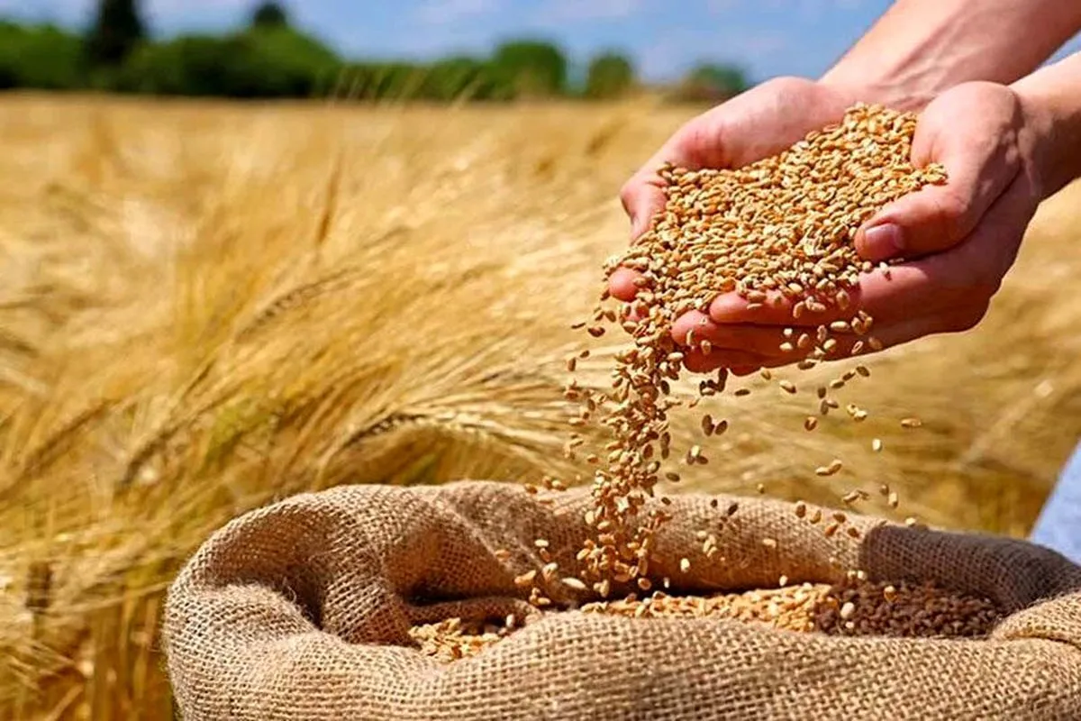 مطالبات گندمکاران در مسیر پرداخت/ دستور مستقیم رئیس‌جمهوری برای تأمین منابع