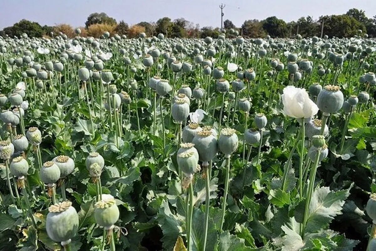 پیشنهاد وزیر بهداشت برای کشت تریاک بصورت قانونی و کنترل شده